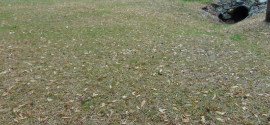 This area use to be flooded until we dug out a drain path