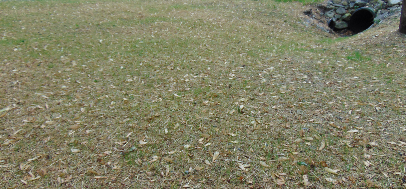 This area use to be flooded until we dug out a drain path
